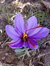 export of Iranian saffron,wholesale saffron,price of saffron,saffron,saffron seller,saffron price,saffron wholesale,iranian saffron,buy saffron,saffron suppliers,saffron iran,Trafficking threat to the export of Iranian saffron bulbs to Afghanistan