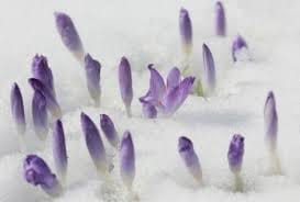 Drought threatens saffron production,saffron,saffron seller,wholesale saffron,wholesaler saffron,price of saffron,saffron price,saffron iran,iranian saffron,iran saffron,export saffron,saffron suppliers