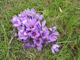 Car was built by Saffron cultivation,saffron,saffron seller,wholesaler saffron,iranian saffron,price of saffron,saffron wholesale,pure saffron,red saffron,sargol saffron