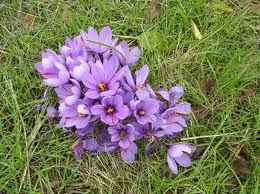 Saffron suppliers,red saffronbuy saffron,iranian saffron,saffron seller,organic saffron,saffron Price,iranian saffron exporters,Shopping saffron