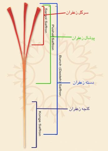 Saffron iran globalization requires a world record