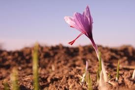 Buy saffron,saffron,Price saffron,saffron wholesale,saffron exporter, iranian saffron,sellers, saffron,saffron packaging,producers of saffron, saffron export