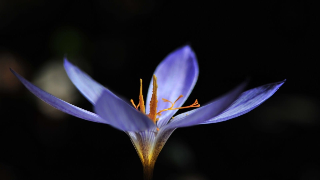 Saffron,saffron export,saffron exporter,saffron seller,saffron price,the price of saffron,saffron producers,iranian saffron,saffron suppliers,saffron bulk