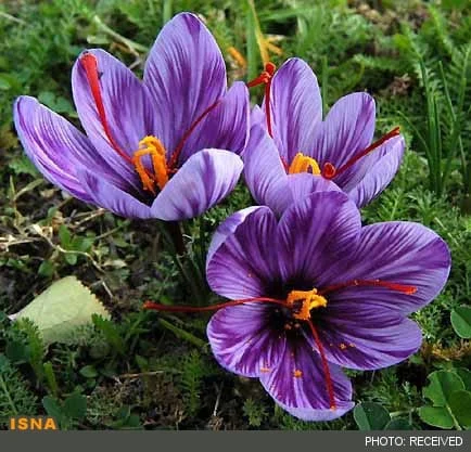 Saffron,saffron export,buy saffron,Shopping Saffron,saffron packaged,bulk saffron,Price, Price,Iranian saffron,saffron seller,sell,Sales and Shopping saffron