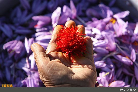 Properties of saffron,saffron,iranian saffron,saffron exporter,buy saffron, packed saffron, wholesaler saffron,Price of saffron,saffron Price