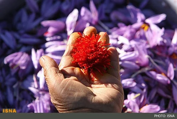 Properties of saffron,saffron,iranian saffron,saffron exporter,buy saffron, packed saffron, wholesaler saffron,Price of saffron,saffron Price