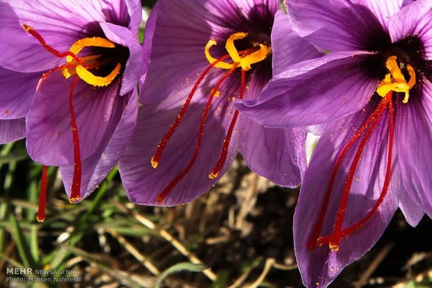 saffron
