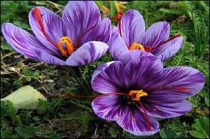 Saffron therapeutic effect on tumors