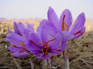 Saffron was turbulent market