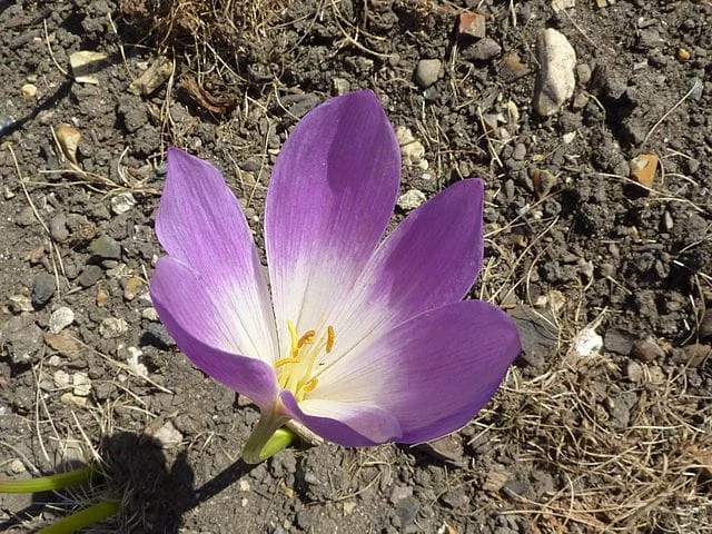 Saffron will be developed in Khorasan Razavi