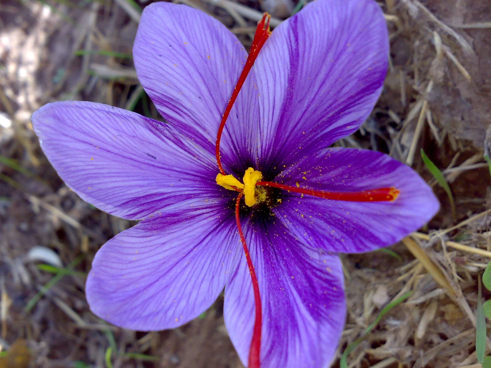 Heating role in the flowering of saffron