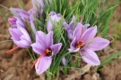 Dealers benefit from Iranian saffron