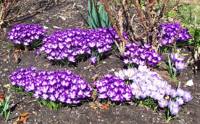 Be careful saffron genetic resources