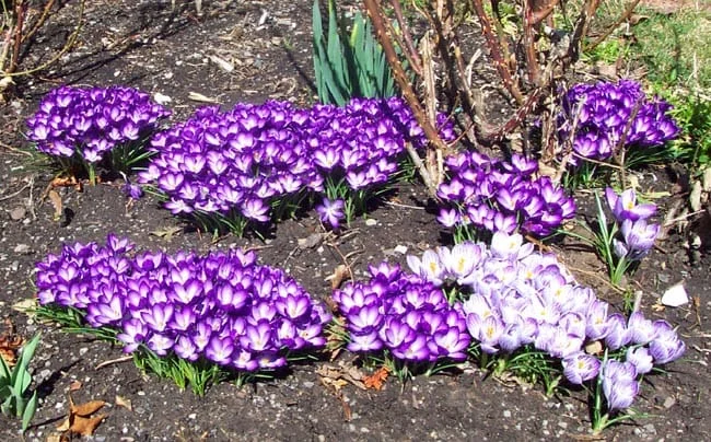 Be careful saffron genetic resources