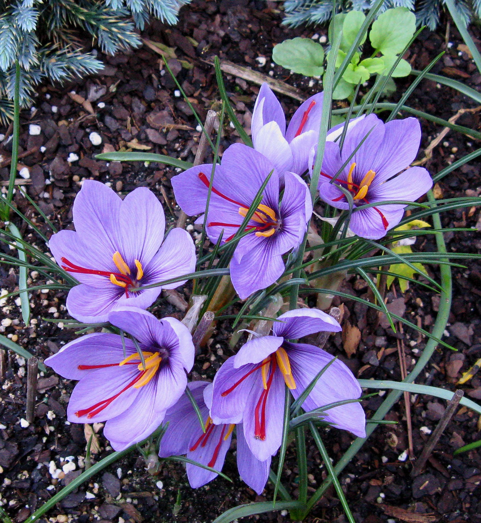Iranian saffron market manager