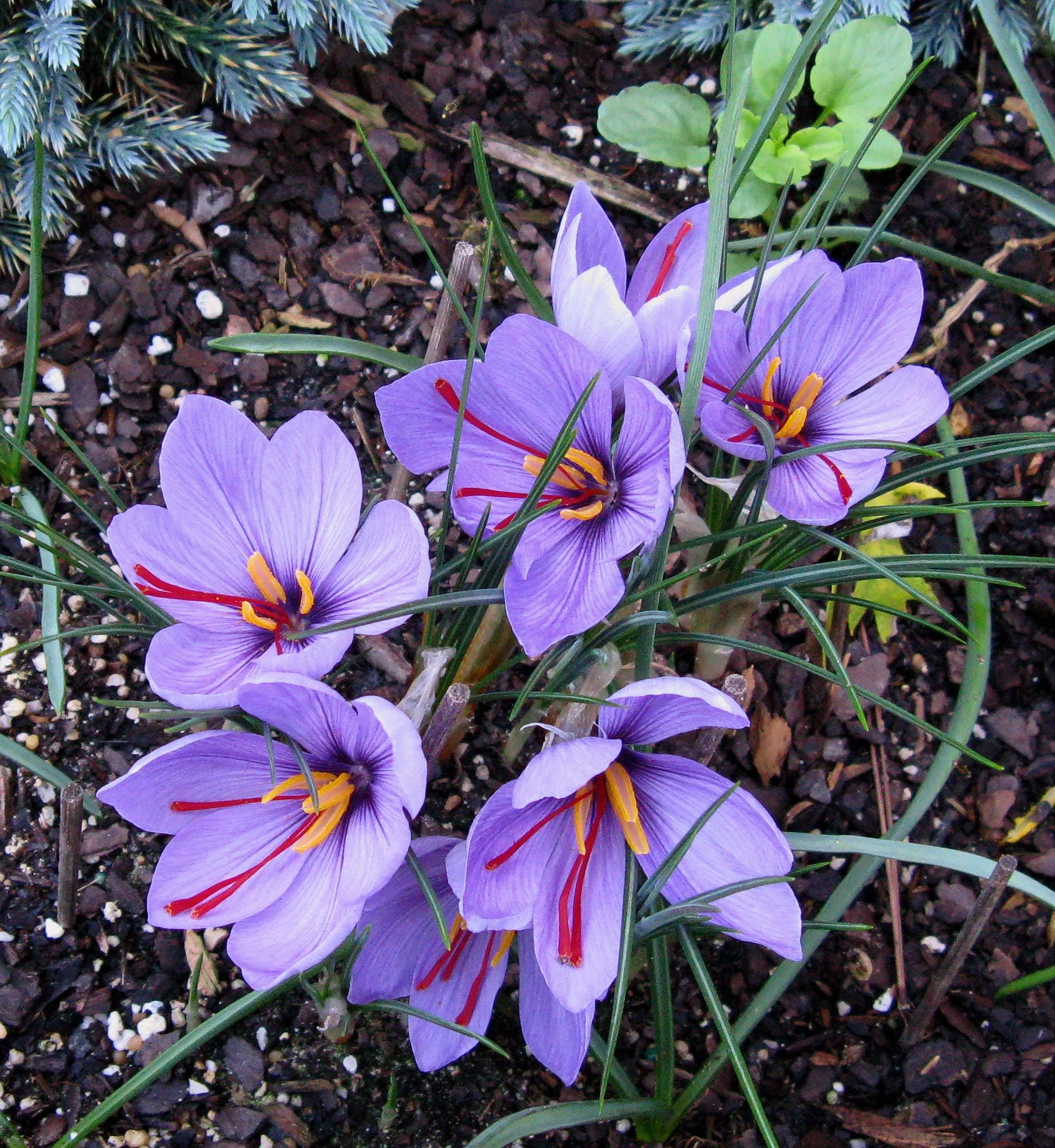 Iranian saffron market manager