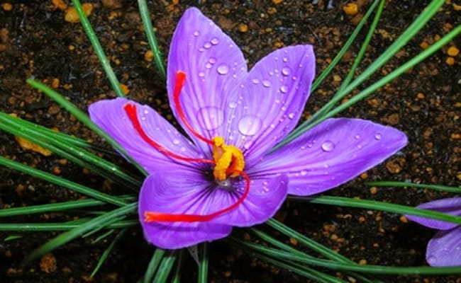 Production 5kg saffron per hectare