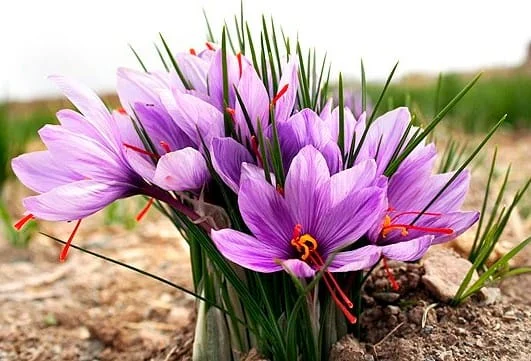 Mismanagement threatens saffron