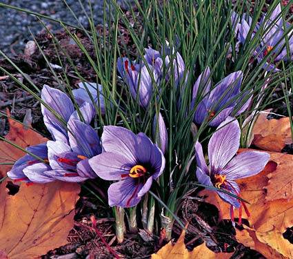 Iranian saffron trade