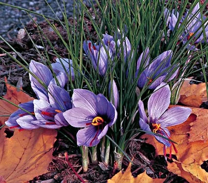 Iranian saffron trade
