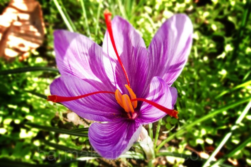 The closure of export saffron