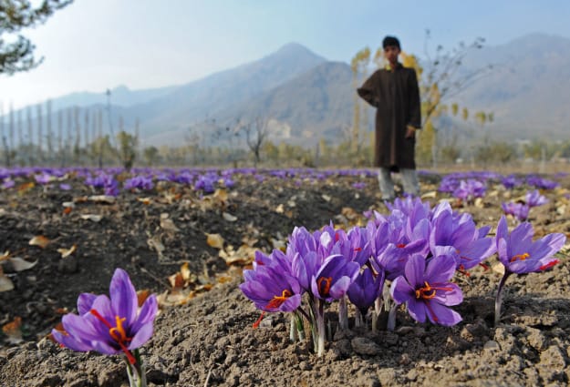 Saffron harvest in Sirjan
