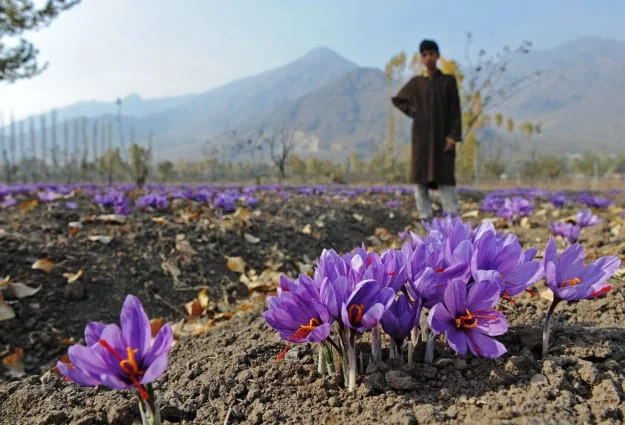 Saffron harvest in Sirjan