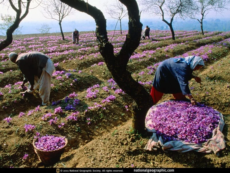 Most of saffron in Iran