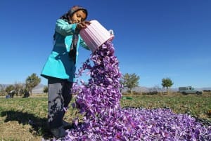 Saffron exports increased 19 percent over the past three months.