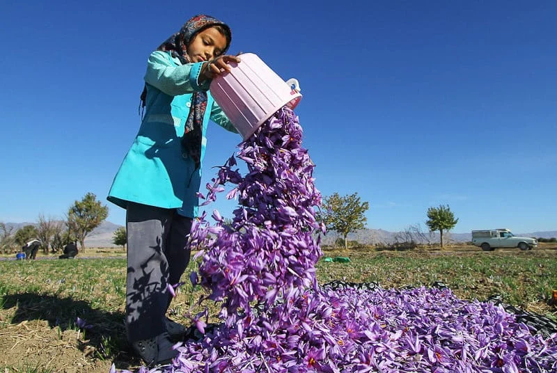 Saffron exports increased 19 percent over the past three months.