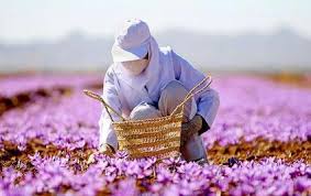 Brand "Iranian saffron" growing forgetfulness