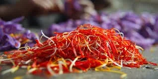 Khorasan Razavi producing more than 80 percent of Iranian saffron