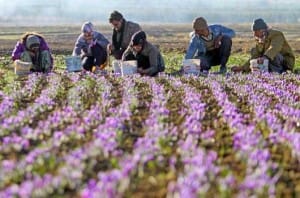 Will not increase export saffron