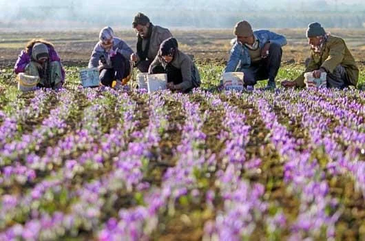 Will not increase export saffron