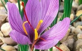 Iranian saffron originality lies in world record