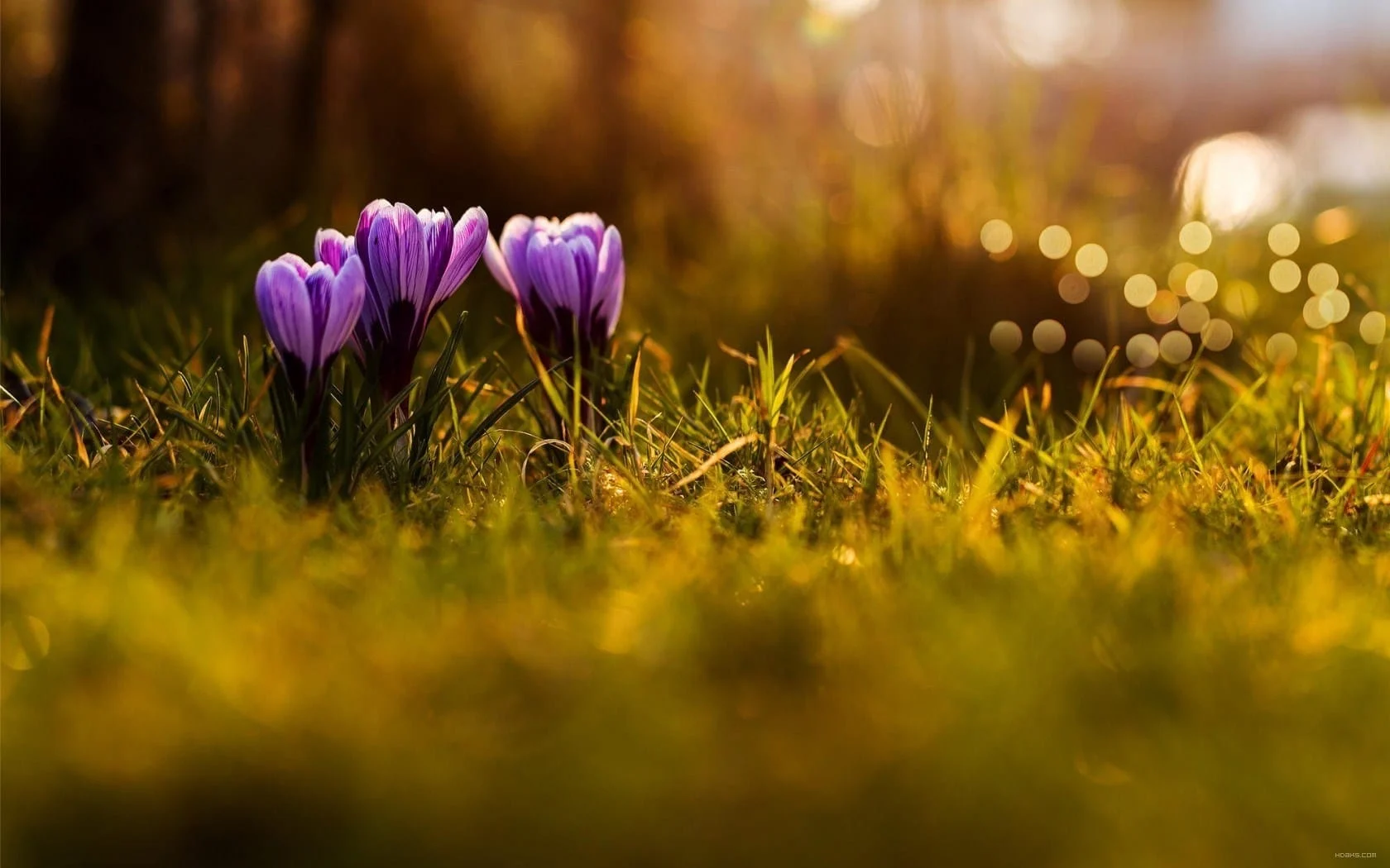 Saffron production loss / increase of one million dollars