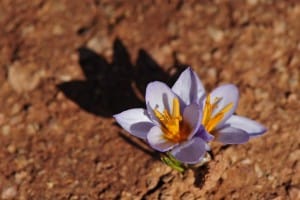Pulse pounding saffron market in the hands of speculators