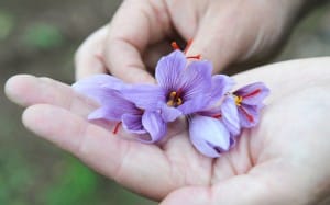 Saffron is tailored to customer requirements packing