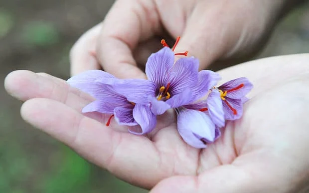 Saffron is tailored to customer requirements packing