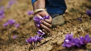 Afghan saffron from Iran a chance