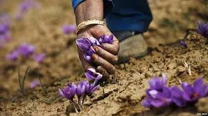 Afghan saffron from Iran a chance