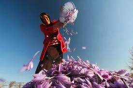 Need help improve the quality of saffron private sector