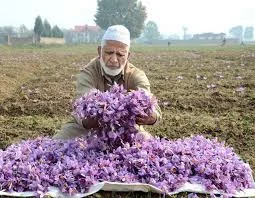 15% reduction in export saffron