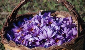 Warns of increasing Iranian saffron competitors and Slippage
