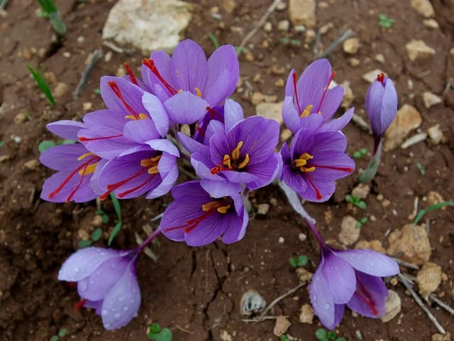 50% increase in the price of flowers on the eve of harvest
