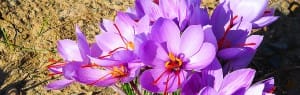 7 times saffron export earnings if ...