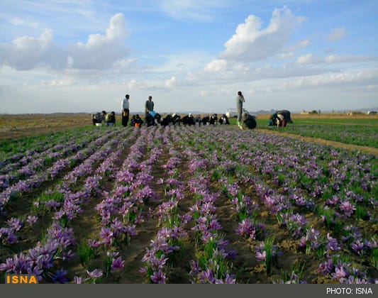 iranian saffron,iran saffron,saffron,shop saffron,company of saffron,saffron bulk,saffron to usa,saffron to us,saffron iran,iranian saffron price,packaging saffron,small packing saffron,metal packing saffron
