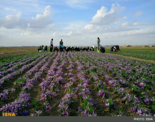 iranian saffron,iran saffron,saffron,shop saffron,company of saffron,saffron bulk,saffron to usa,saffron to us,saffron iran,iranian saffron price,packaging saffron,small packing saffron,metal packing saffron