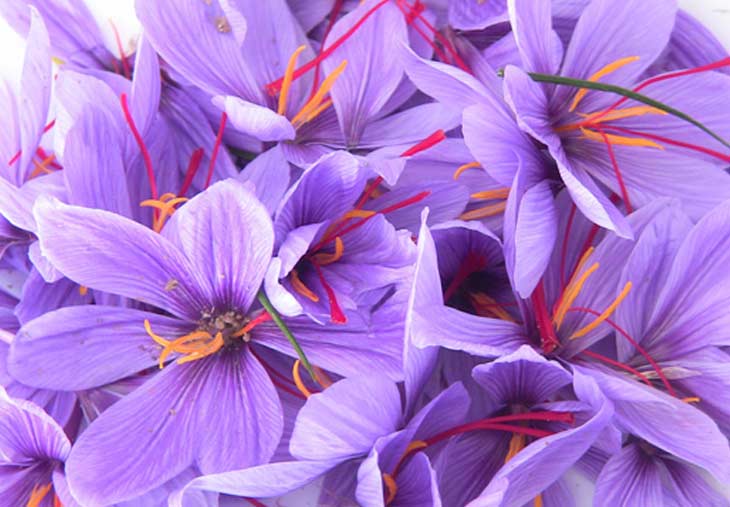 saffron in Iran,saffron seller in iran,wholesaler saffron in iran,producer saffron in iran,exporter saffron in iran,companies saffron in iran,manufacturer saffron in iran,factory saffron in iran,producers of saffron in iran