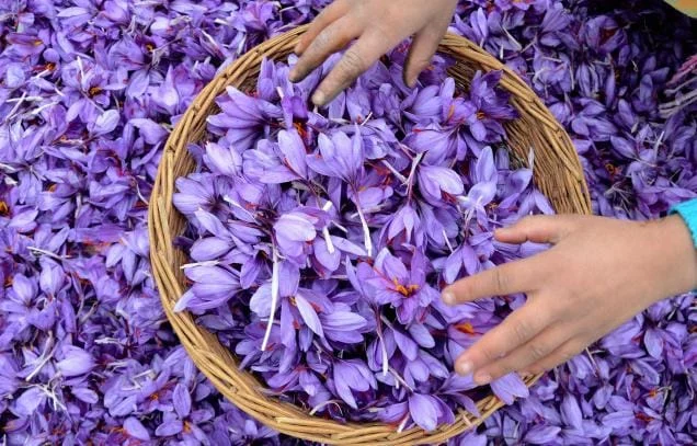 saffron,persian saffron,persian saffron price,price of saffron,saffron seller,saffron persian,buy persian saffron